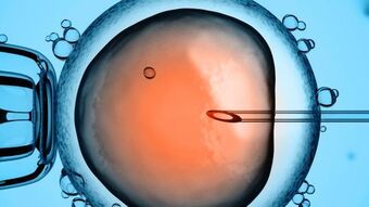 Embryo shutterstock 129449231 2 iz