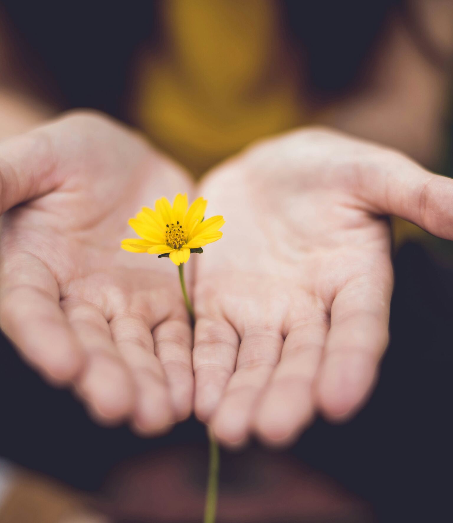 hands open with flower